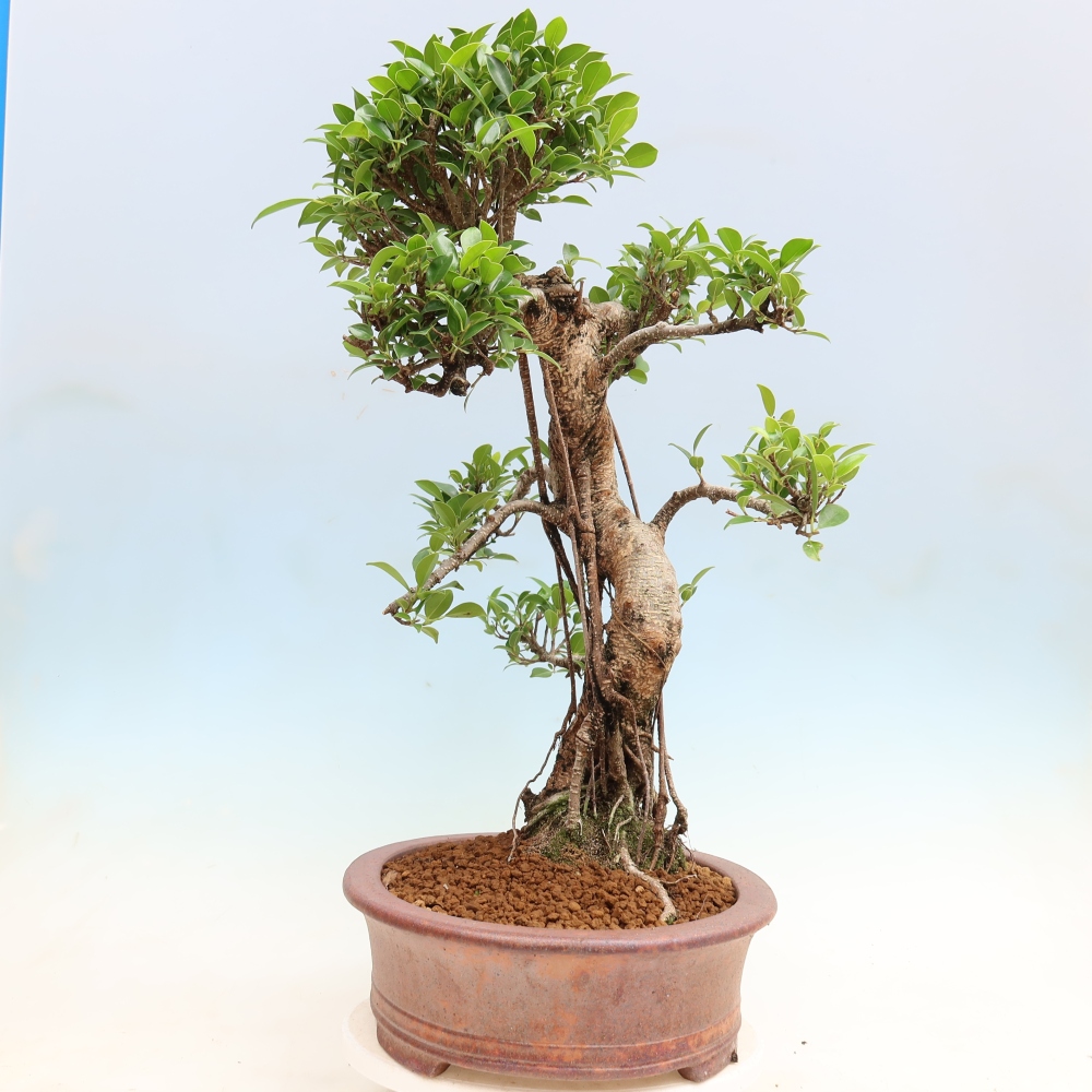 Salle bonsaï - Ficus kimmen - ficus à petites feuilles
