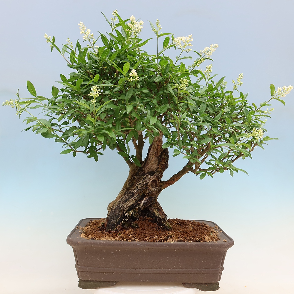 Bonsaï d'extérieur - Ligustrum vulgare - Bec d'oiseau
