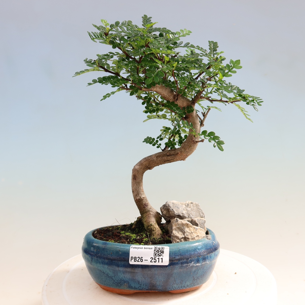 Salle bonsaï - Zantoxylum piperitum - arbre à poivre