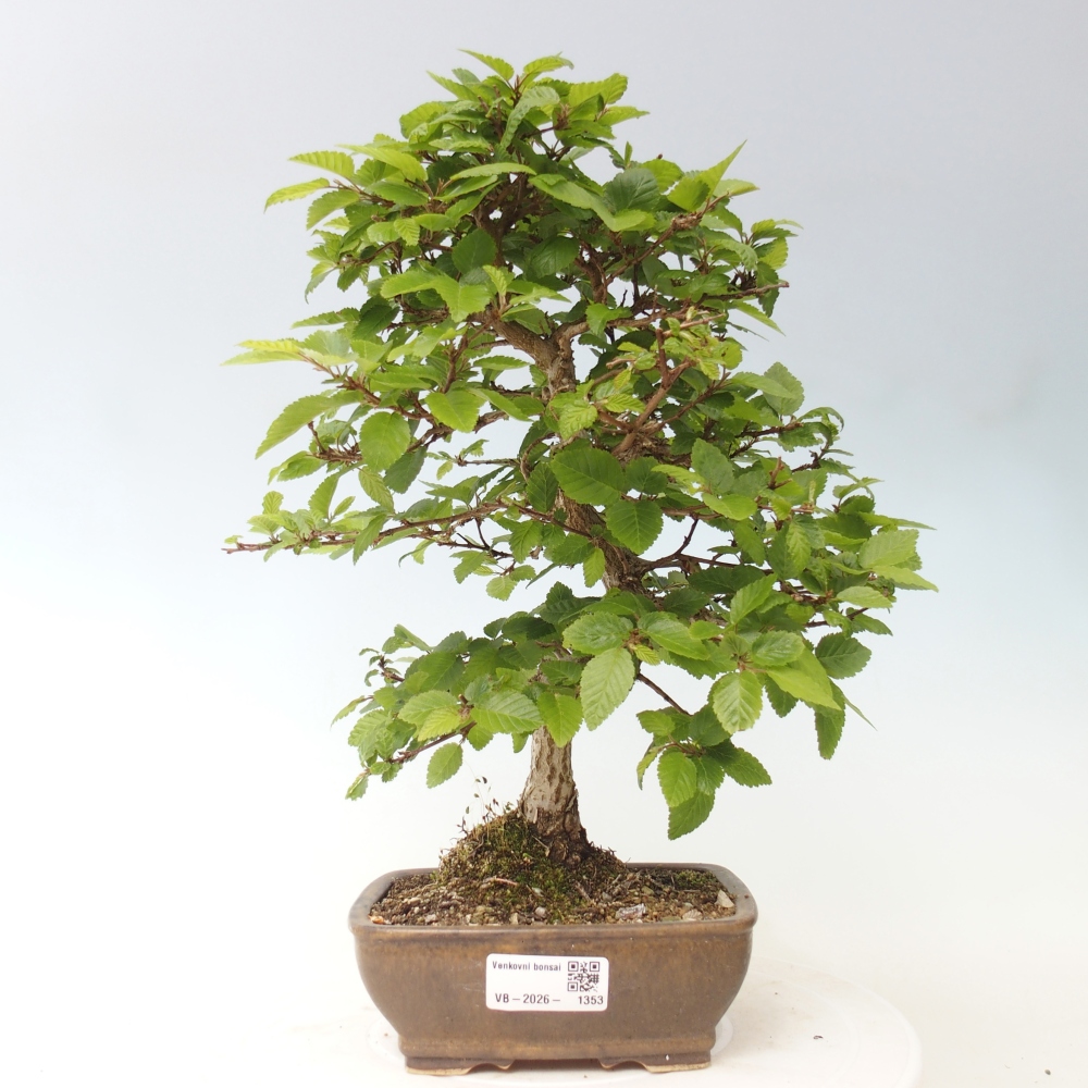Bonsaï d'extérieur -Carpinus CARPINOIDES - Charme de Corée