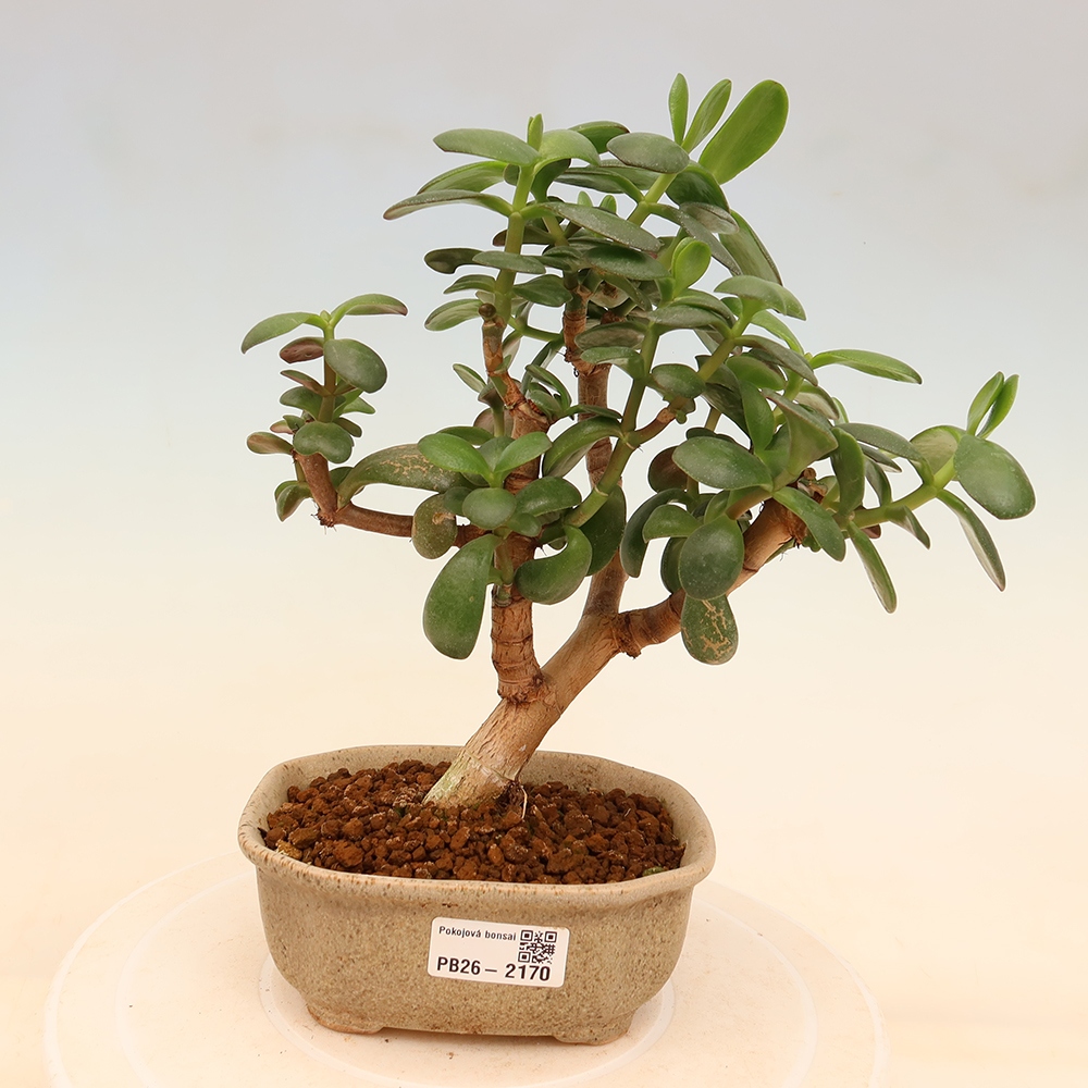 Bonsaï de chambre - Portulakaria Afra - Tlustice