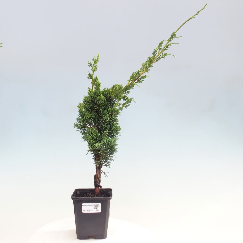 Bonsaï d'extérieur - Juniperus chinensis Kishu