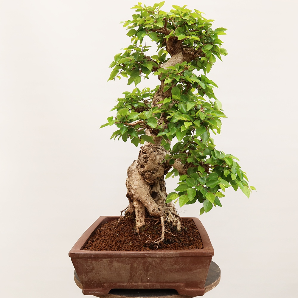 Bonsaï d'extérieur -Carpinus Coreana - Charme de Corée