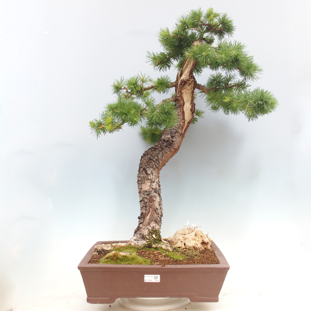 Bonsaï d'extérieur -Larix decidua - Mélèze