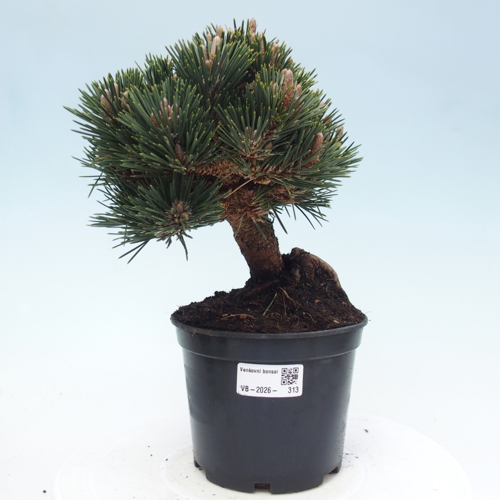 Bonsaï d'extérieur - Pinus thunbergii senjyumaru - Pin de Thunberg