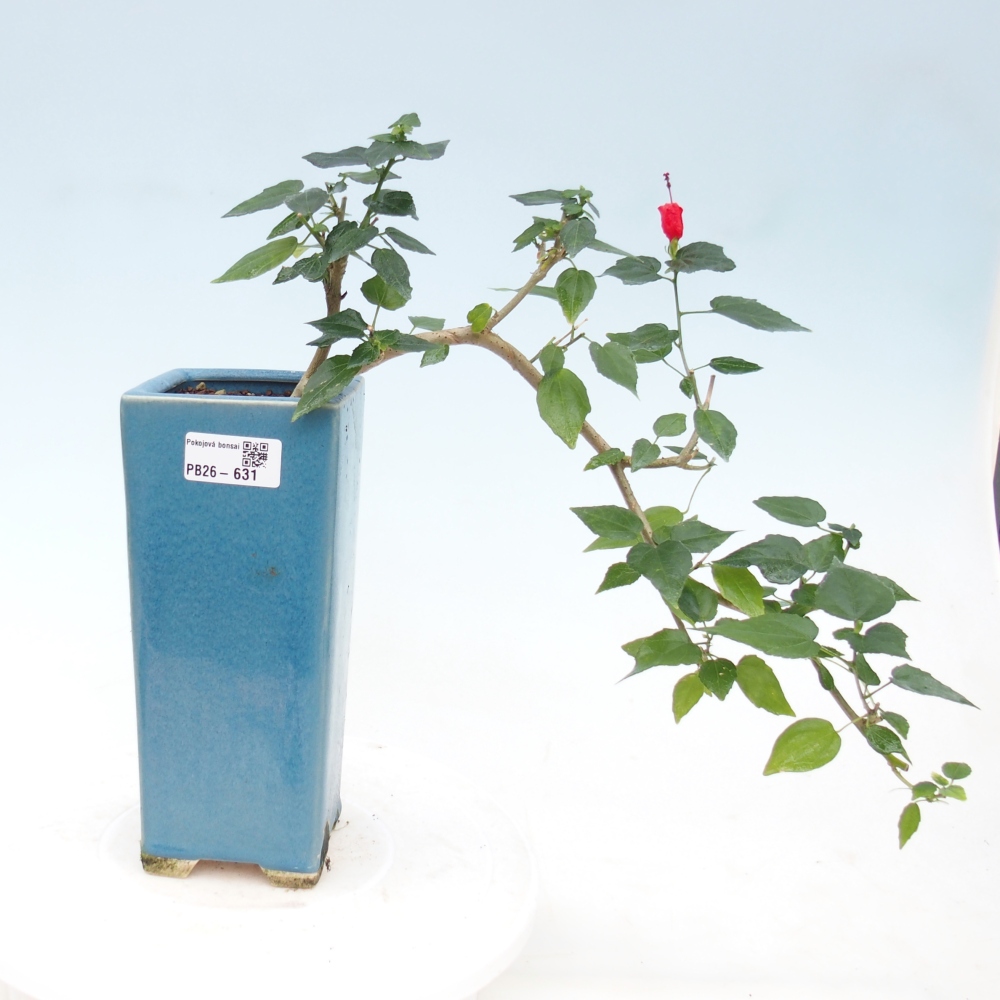 Bonsaï d'intérieur - Malvaviscus arboreus