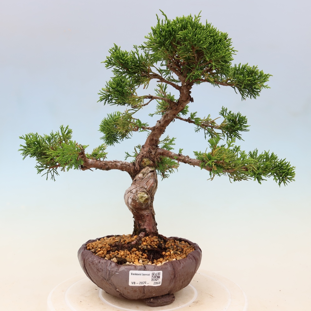 Bonsaï d'extérieur - Juniperus chinensis Itoigawa