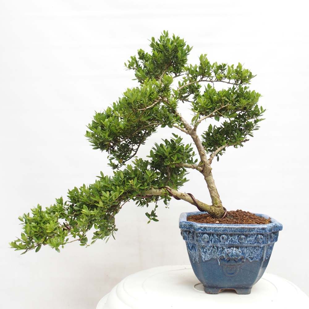 Bonsaï de chambre - Ilex crenata - Houx