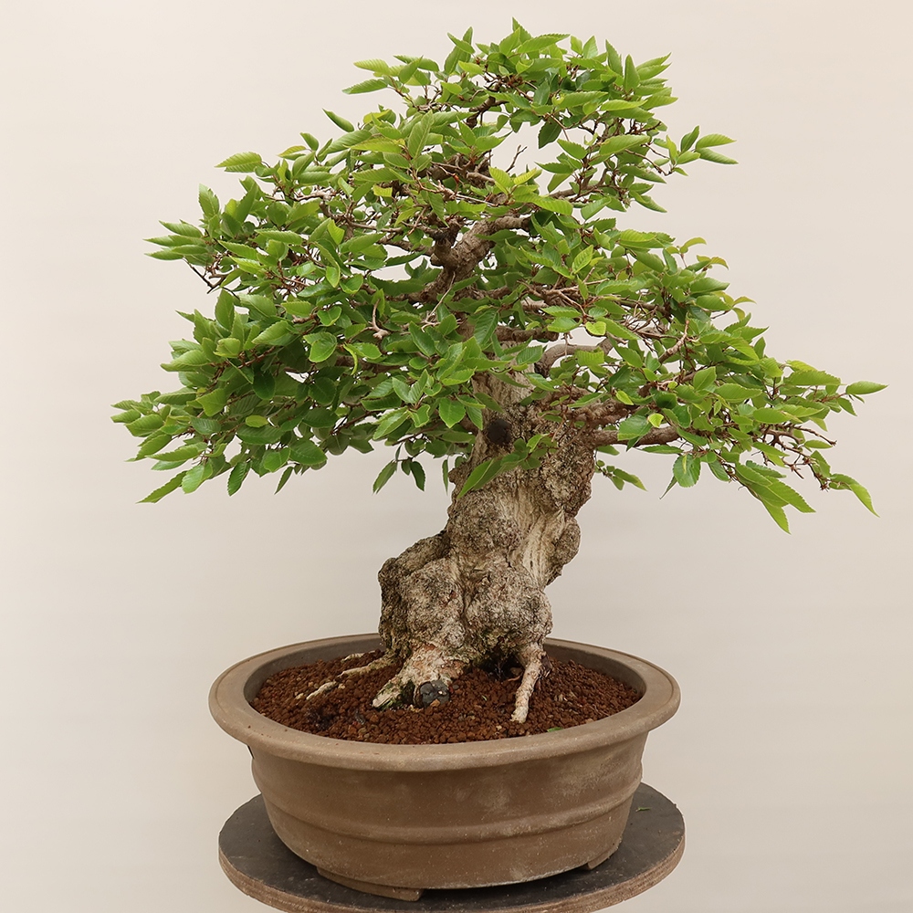 Bonsaï d'extérieur -Carpinus Coreana - Charme de Corée