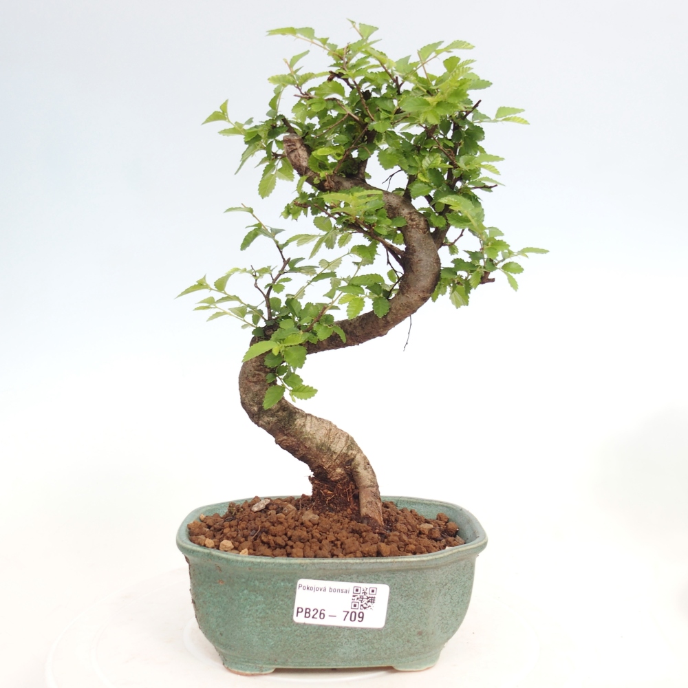 Bonsaï de chambre - Ulmus parvifolia - Orme à petites feuilles