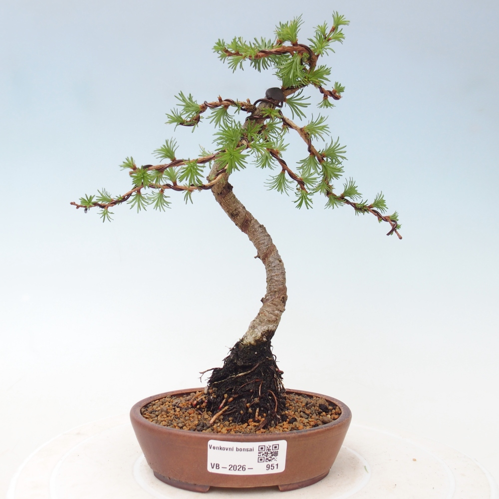Bonsaï d'extérieur - Larix Kaempferi - Mélèze du Japon