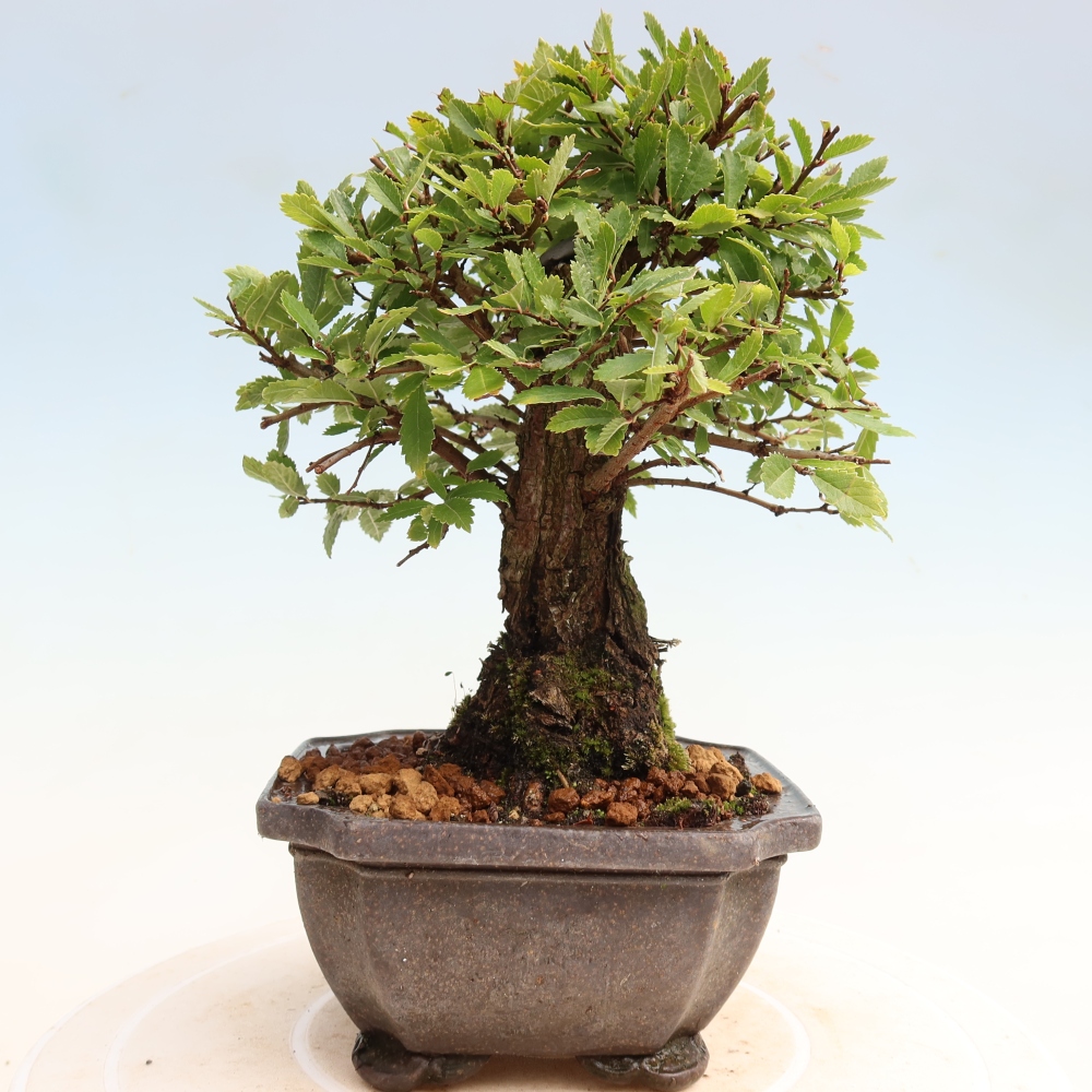 Bonsaï d'extérieur - Zelkova - Zelkova NIRE