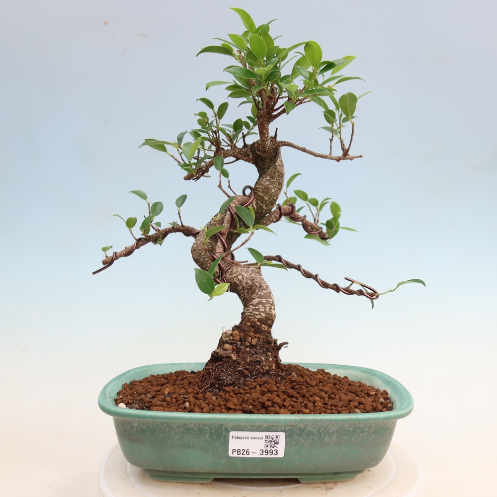 Salle bonsaï - Ficus kimmen - ficus à petites feuilles