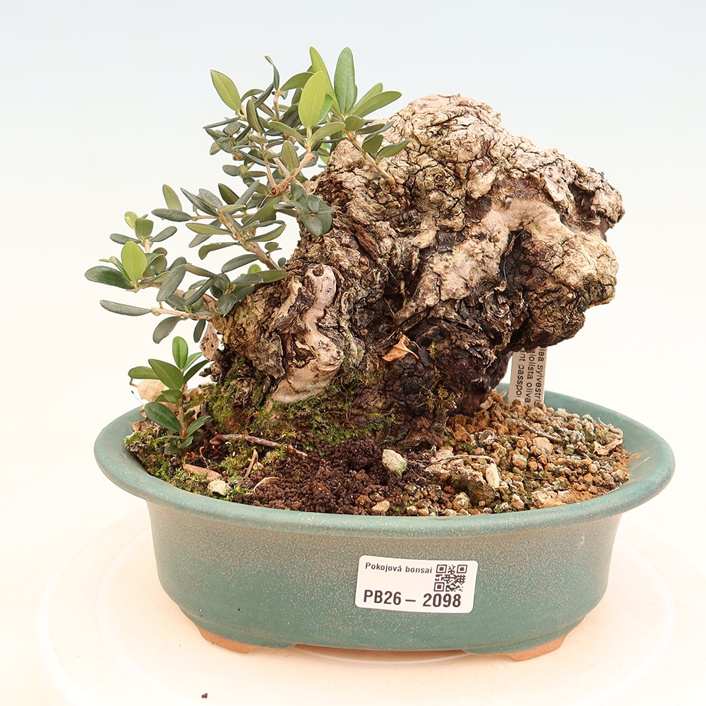 Bonsaï d'intérieur - Olea europaea sylvestris