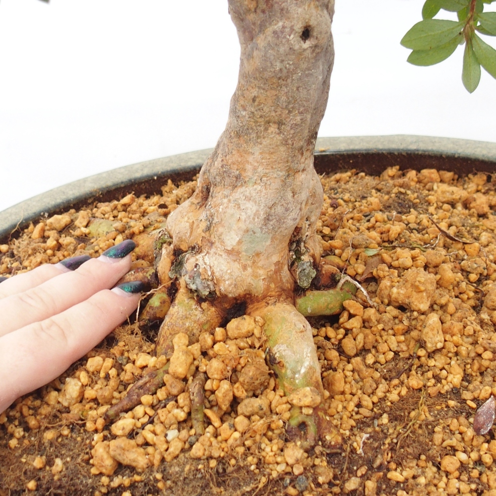 Bonsaï d'extérieur - Azalée japonaise - Azalea Hanatsuzuri