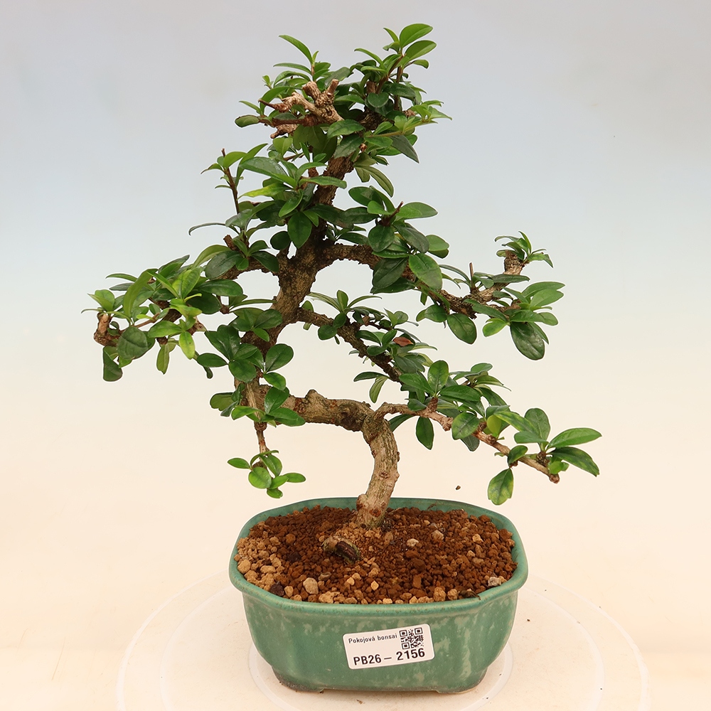 Bonsaï de chambre - Carmona macrophylla - Tea fuki
