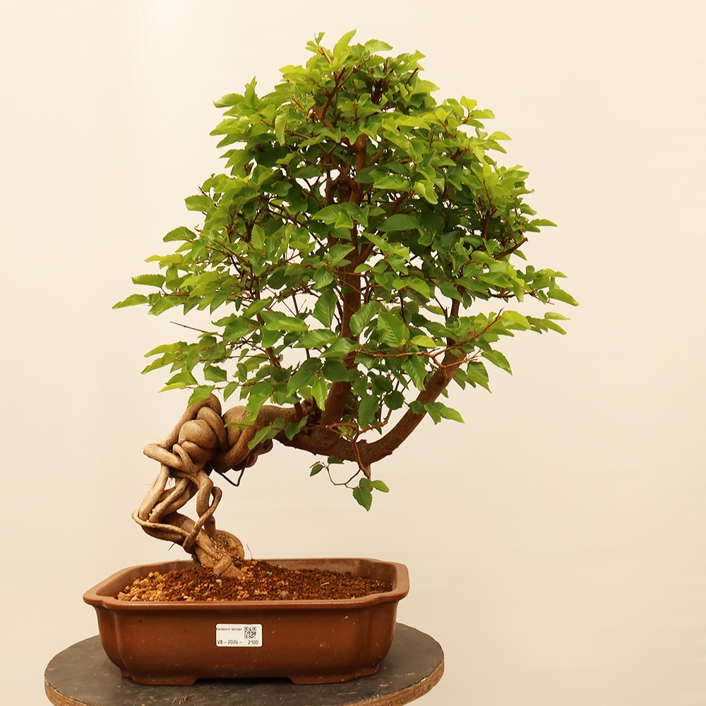 Bonsaï d'extérieur -Carpinus Coreana - Charme de Corée