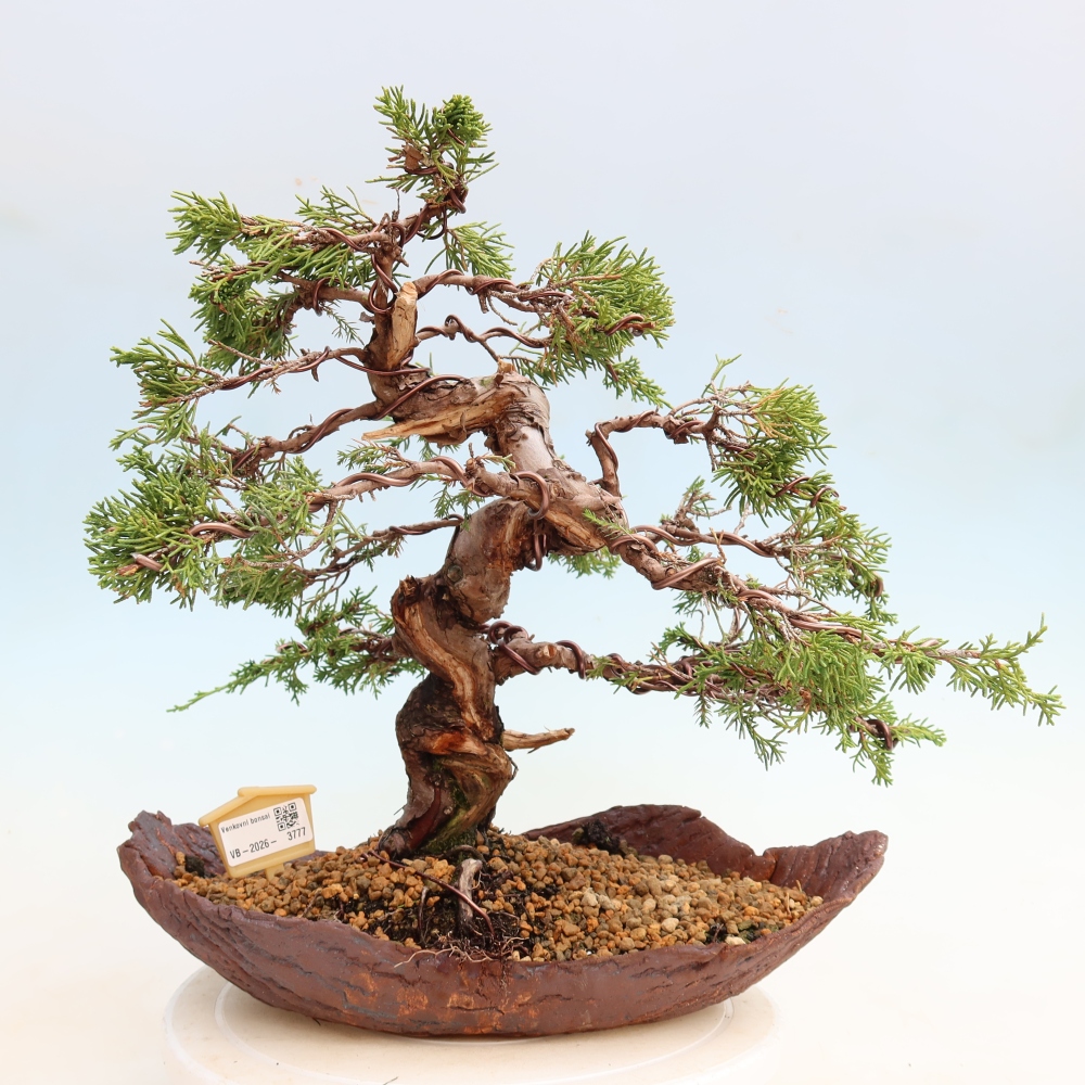 Bonsaï d'extérieur - Juniperus chinensis Itoigawa-Juniperus chinensis
