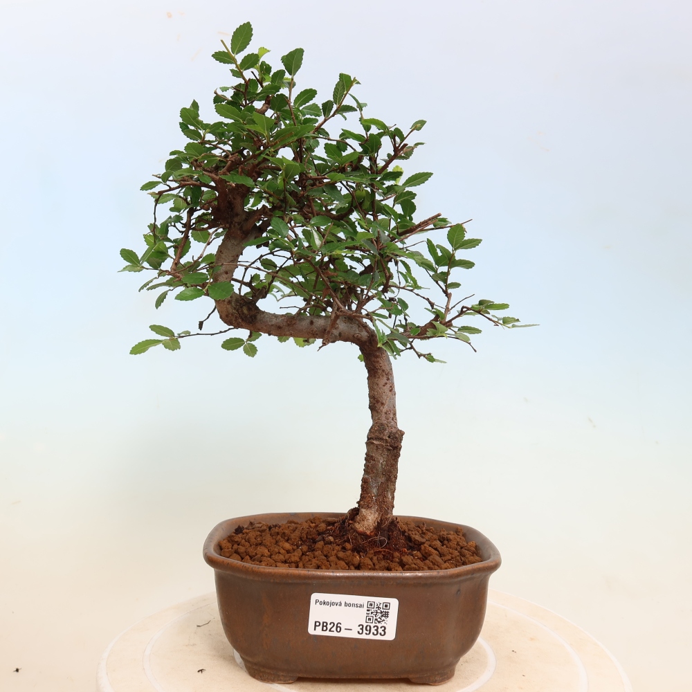 Bonsaï de chambre - Ulmus parvifolia - Orme à petites feuilles