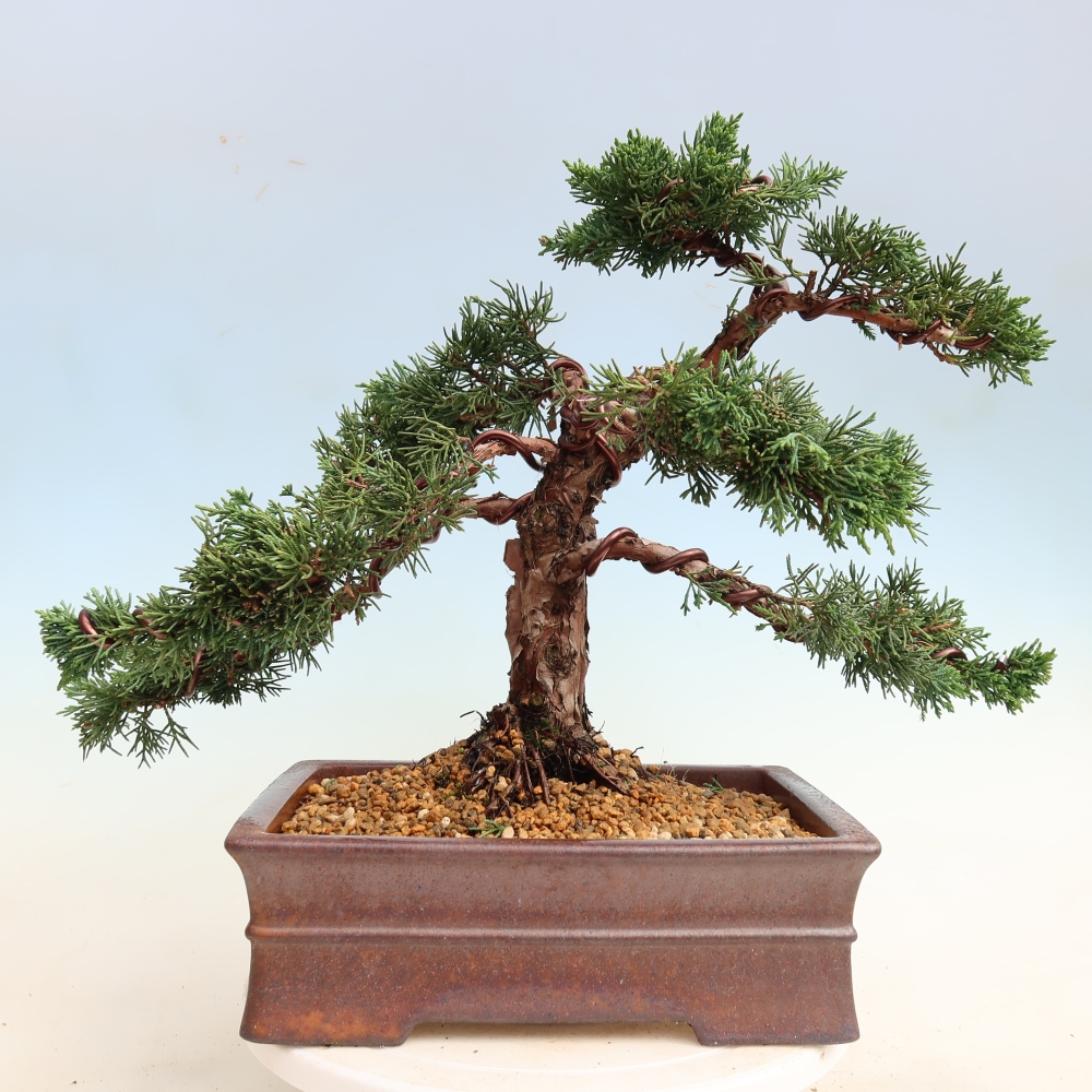 Bonsaï d'extérieur - Juniperus chinensis Kishu