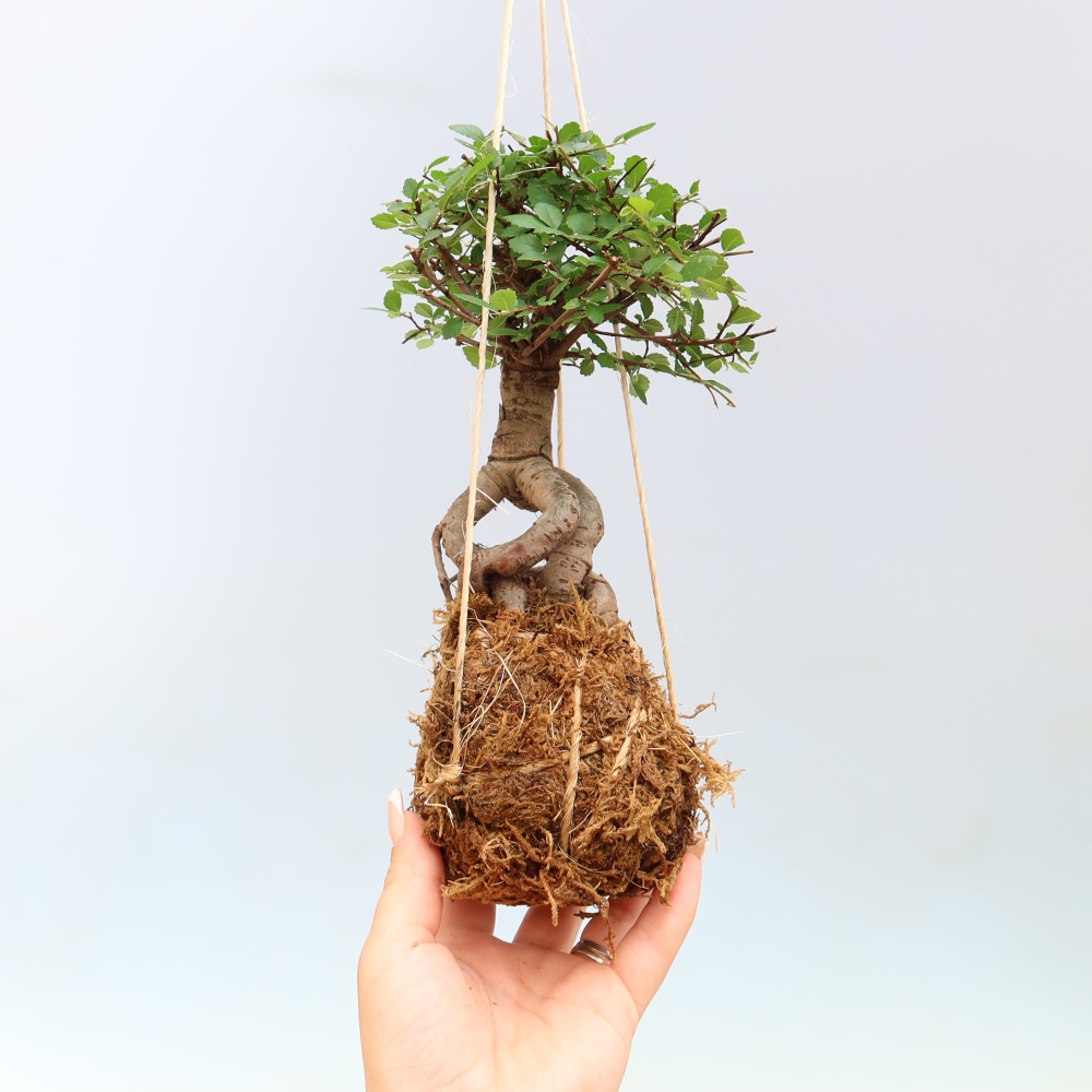 Kokedama en céramique -Ulmus parvifolia- orme à petites feuilles