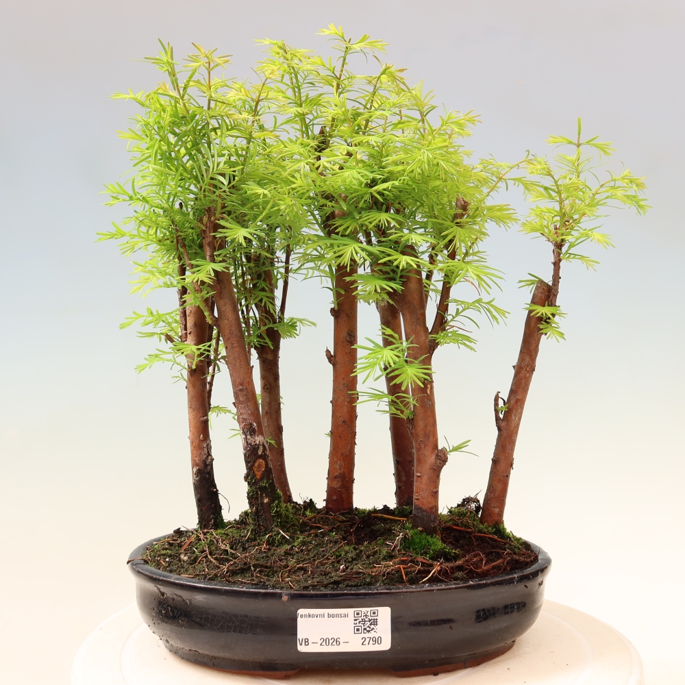 Bonsaï d'extérieur - Metasequoia glyptostroboides - Métaséquoia de Chine - petit bosquet