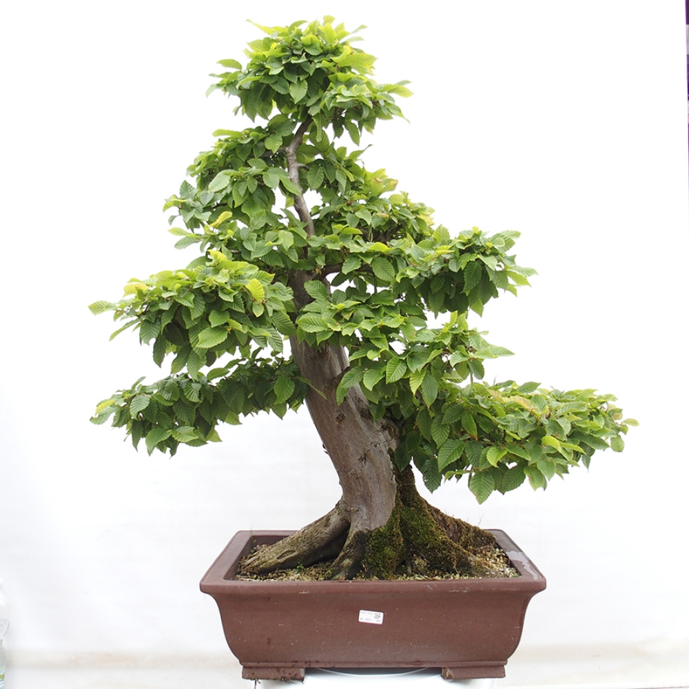 Bonsaï d'extérieur - Charme - Carpinus betulus