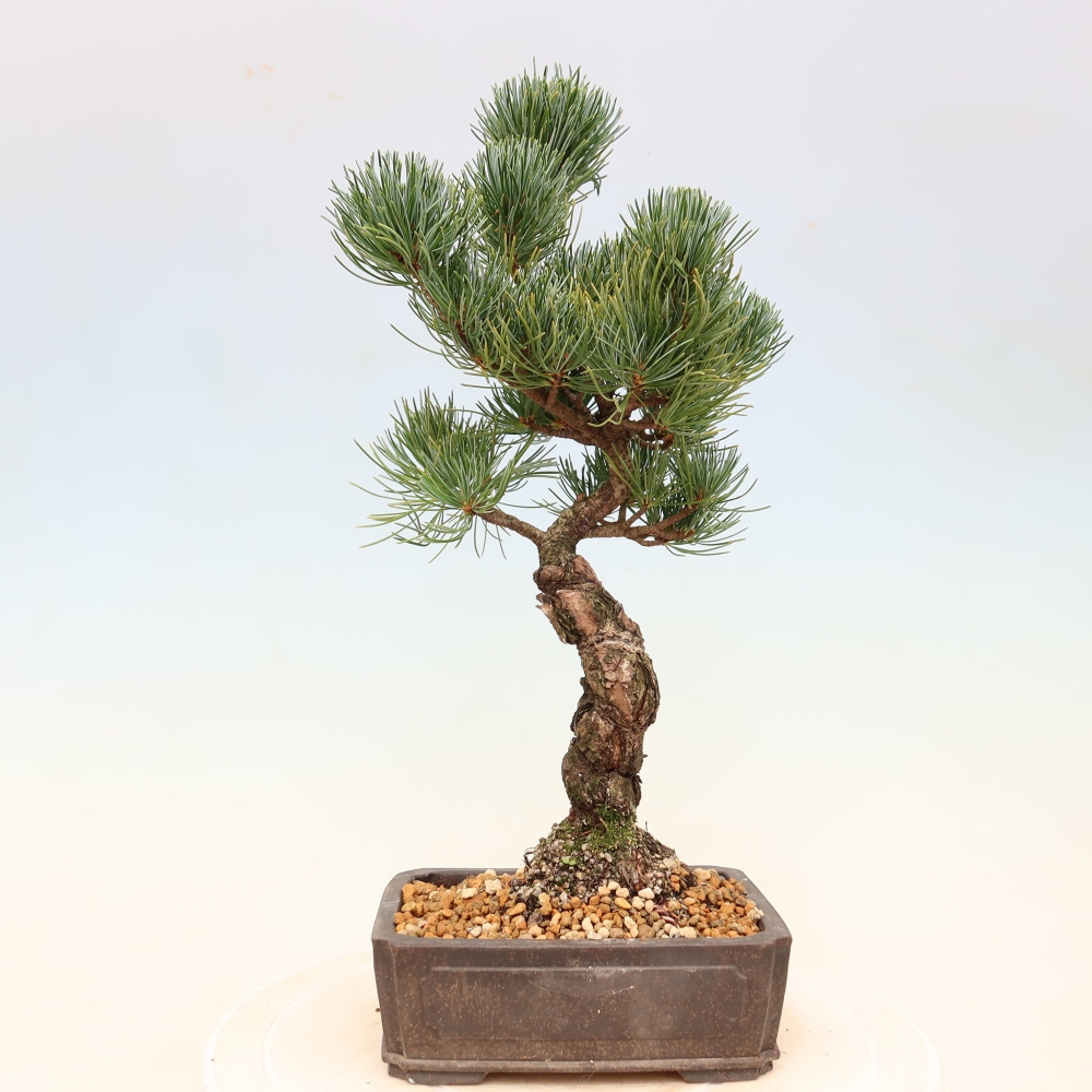 Bonsaï d'extérieur - Pinus parviflora - Pinus parviflora