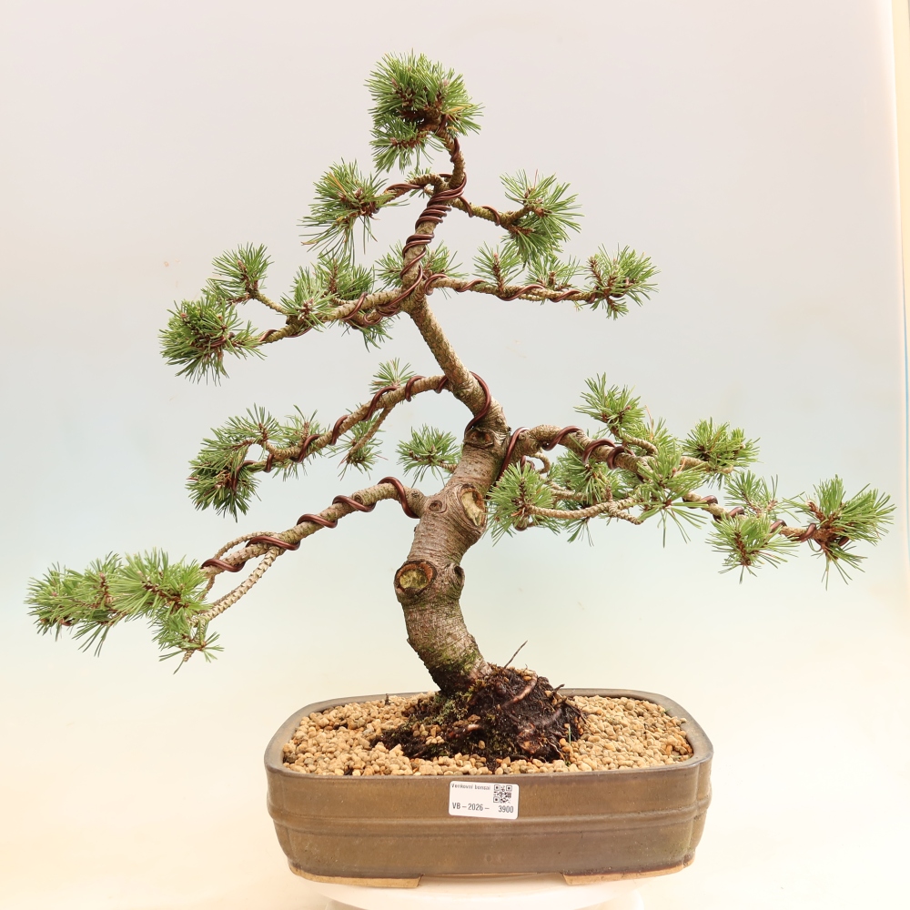 Bonsaï d'extérieur - Pinus mugo Humpy  - Pin nain