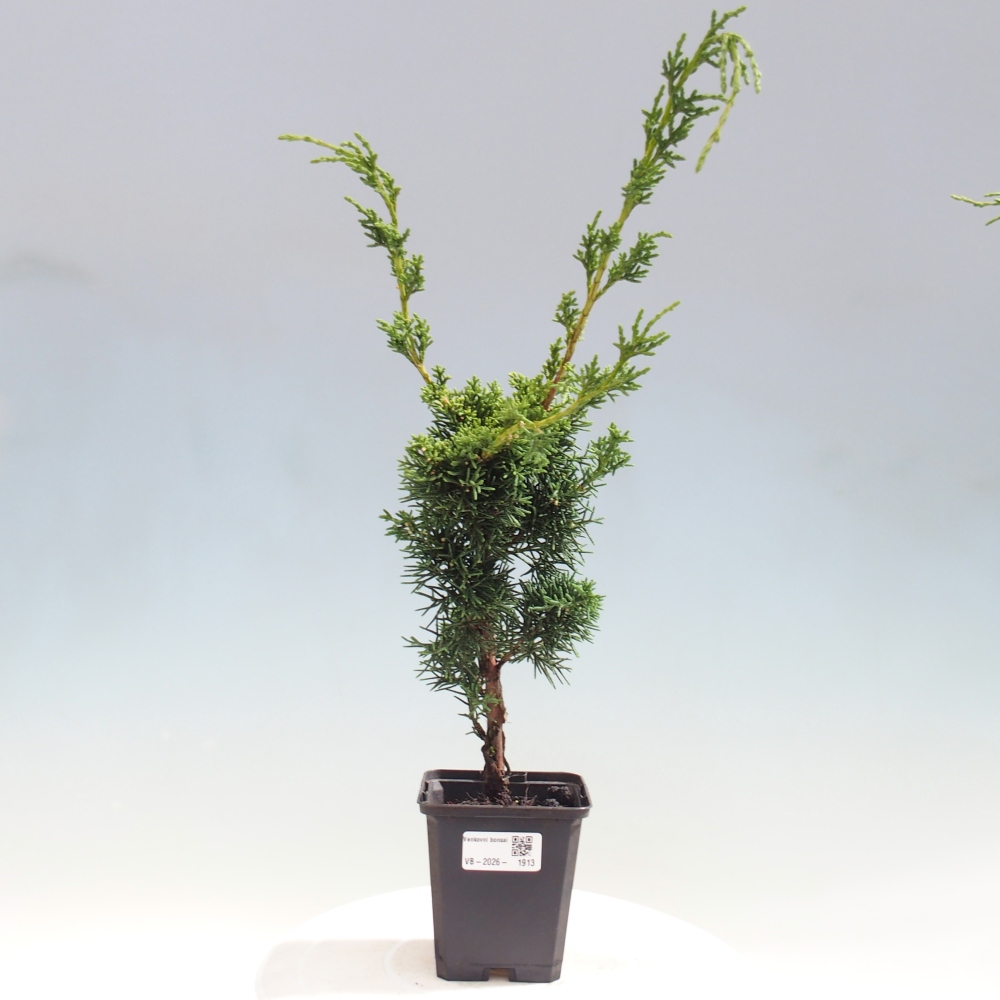 Bonsaï d'extérieur - Juniperus chinensis Kishu