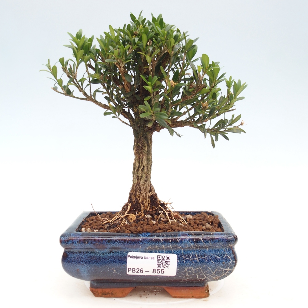 Bonsaï de chambre - Buxus harlandii - buxus liège
