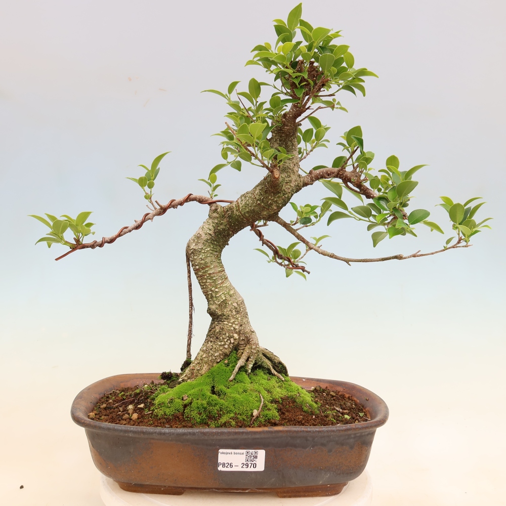 Salle bonsaï - Ficus kimmen - ficus à petites feuilles