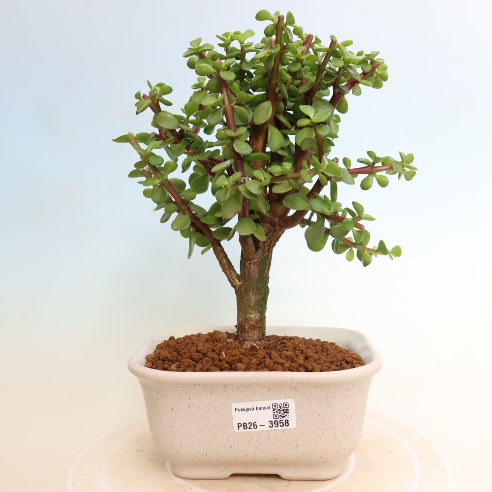 Bonsaï de chambre - Portulakaria Afra - Tlustice