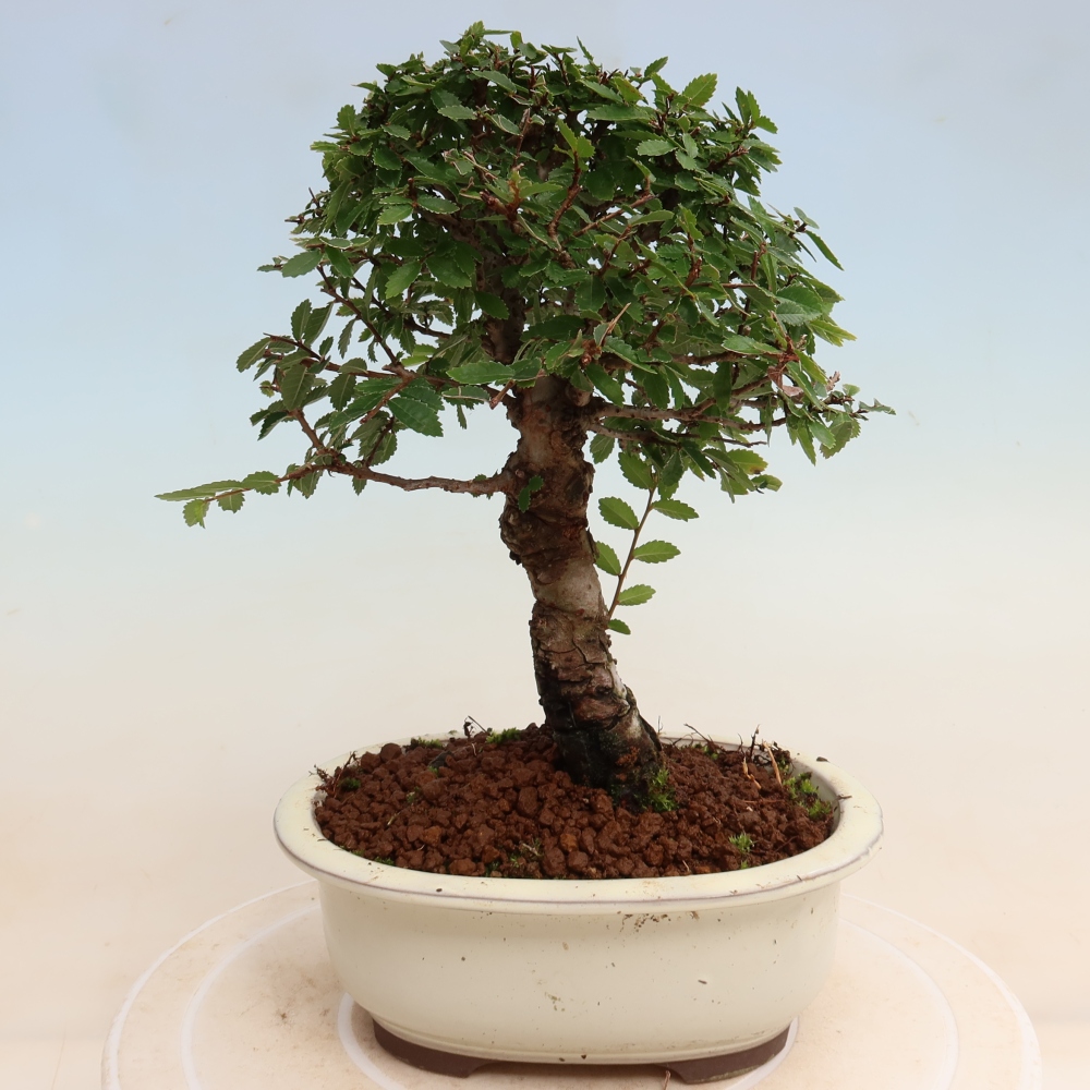 Bonsaï d'extérieur - Zelkova - Zelkova NIRE