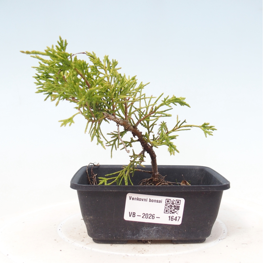 Bonsaï d'extérieur - Juniperus chinensis Itoigawa