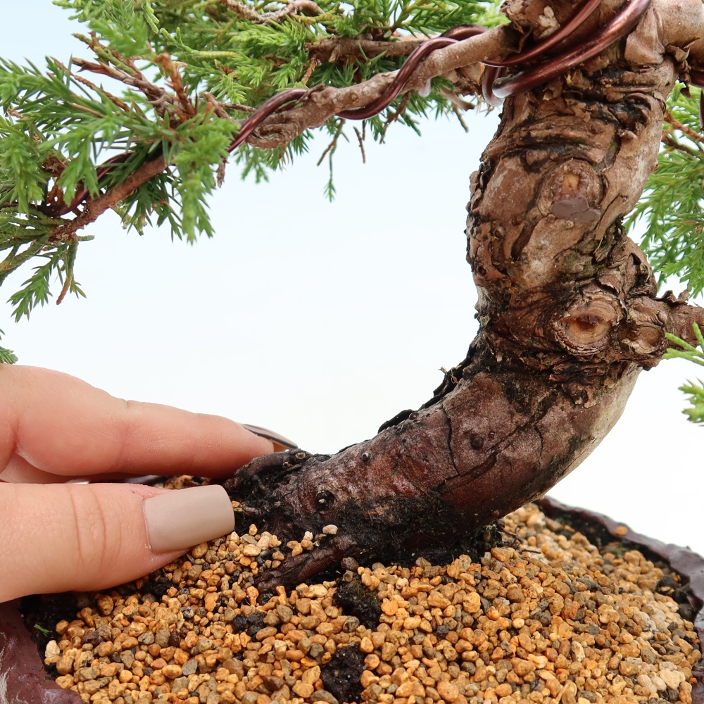 Bonsaï d'extérieur - Juniperus chinensis Itoigawa-Juniperus chinensis