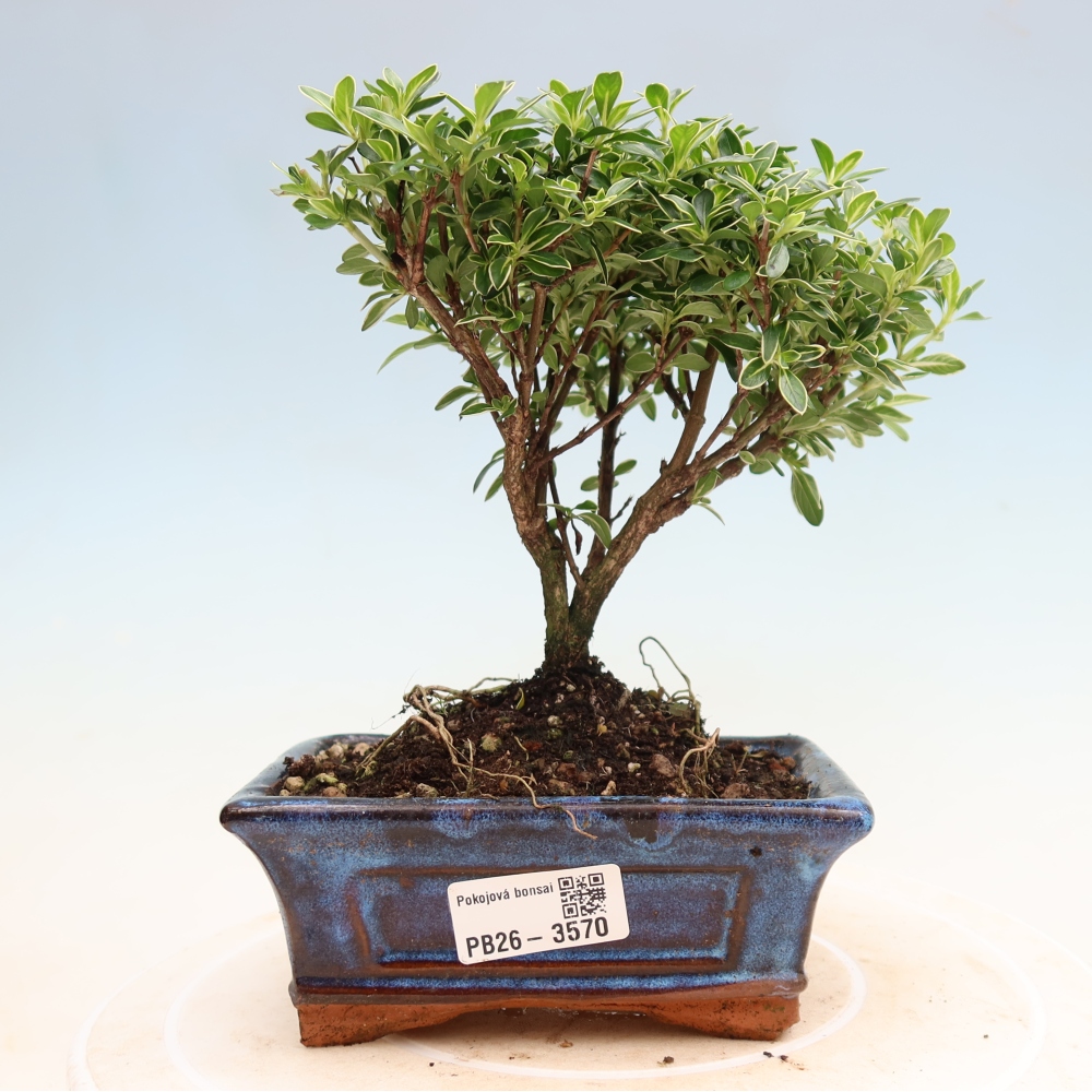 Salle bonsaï - Serissa foetida Variegata - Arbre aux mille étoiles