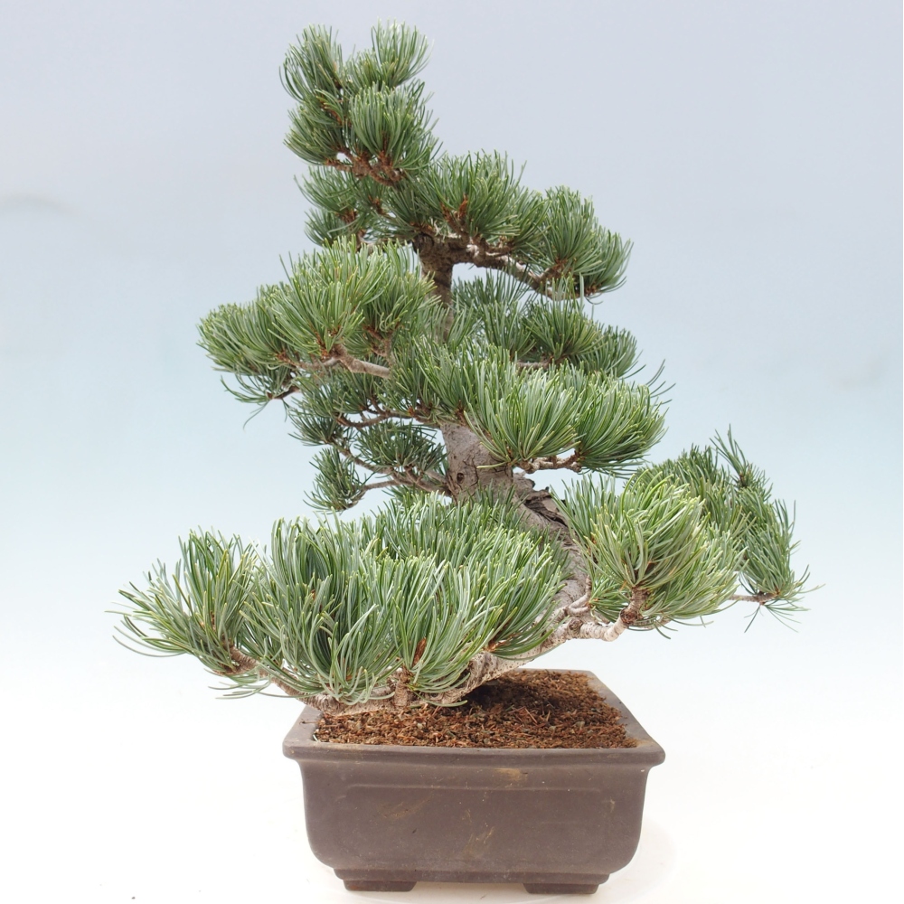 Bonsaï d'extérieur - Pinus parviflora - Pinus parviflora