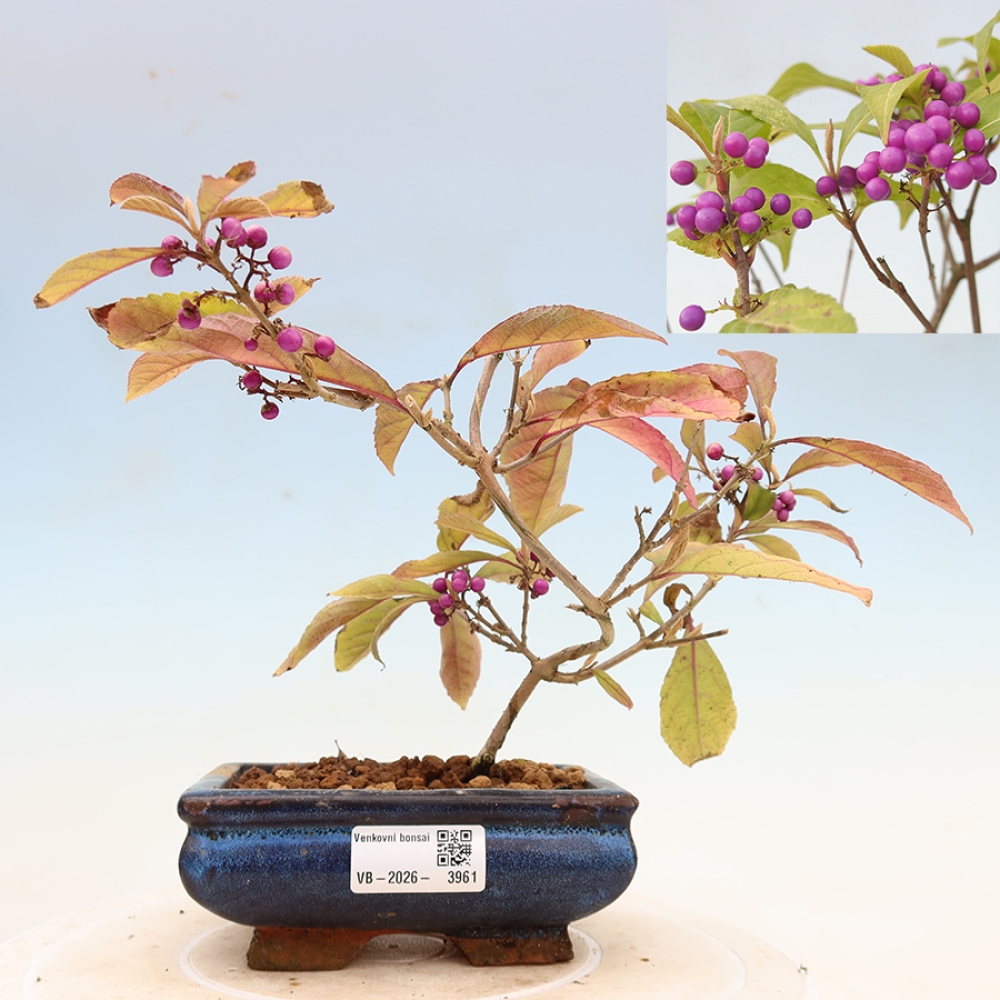 Bonsaï d'extérieur - Callicarpa bodinierova profusion