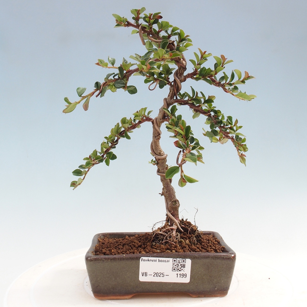 Bonsaï d'extérieur-Cotoneaster horizontalis - Rocky Mountain