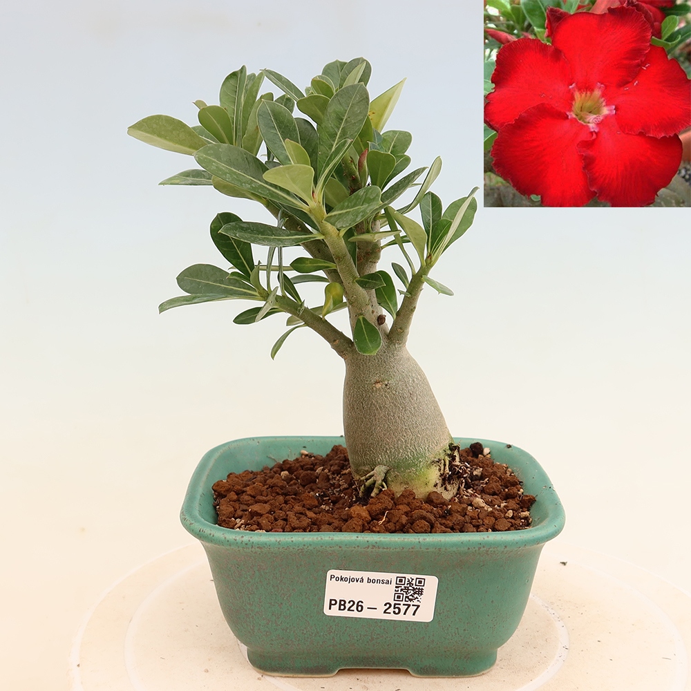 Bonsaï d'intérieur - Adenium obesum Red Star - Rose du désert