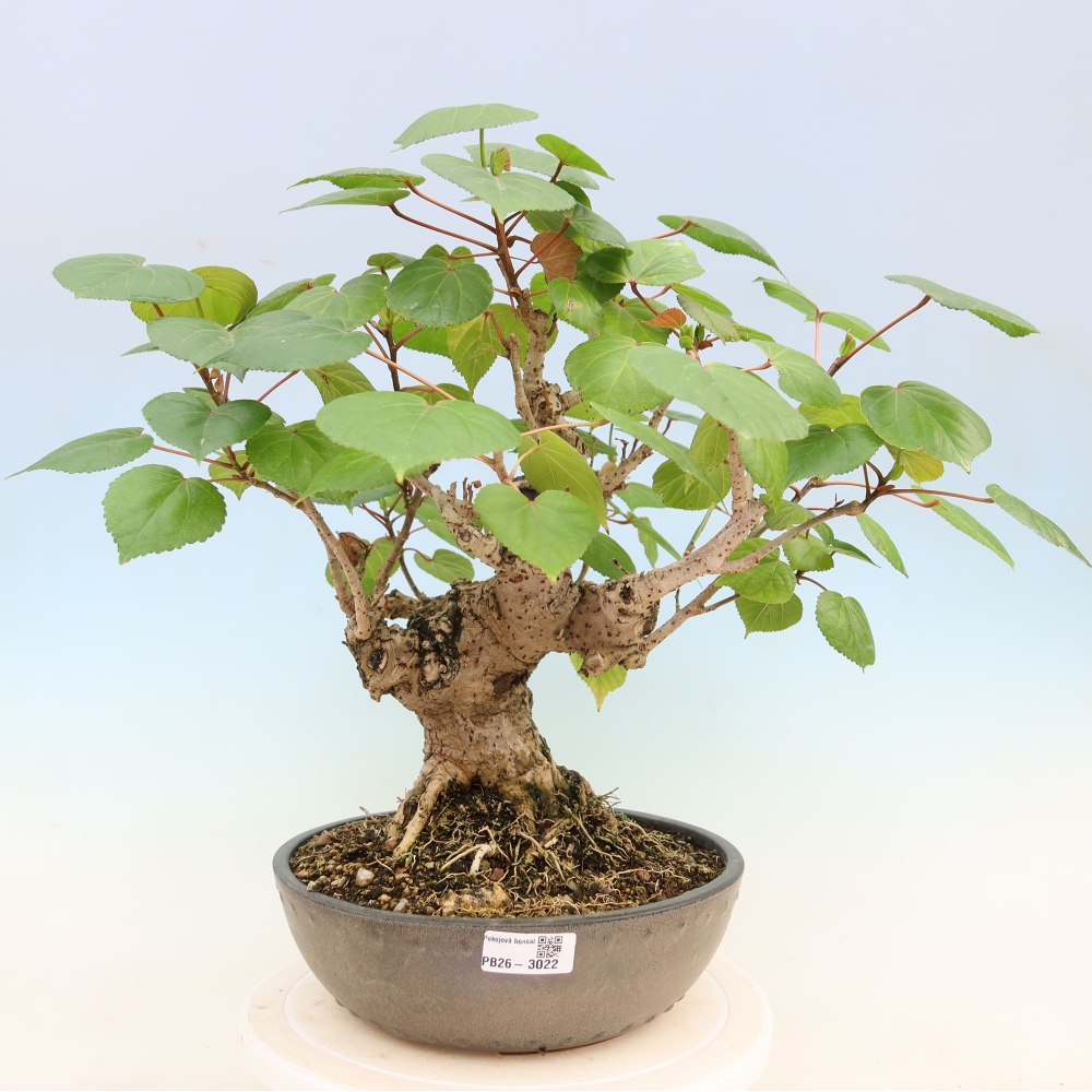 Bonsaï d'intérieur - Hibiscus tiliaceus - Hibiscus de mer