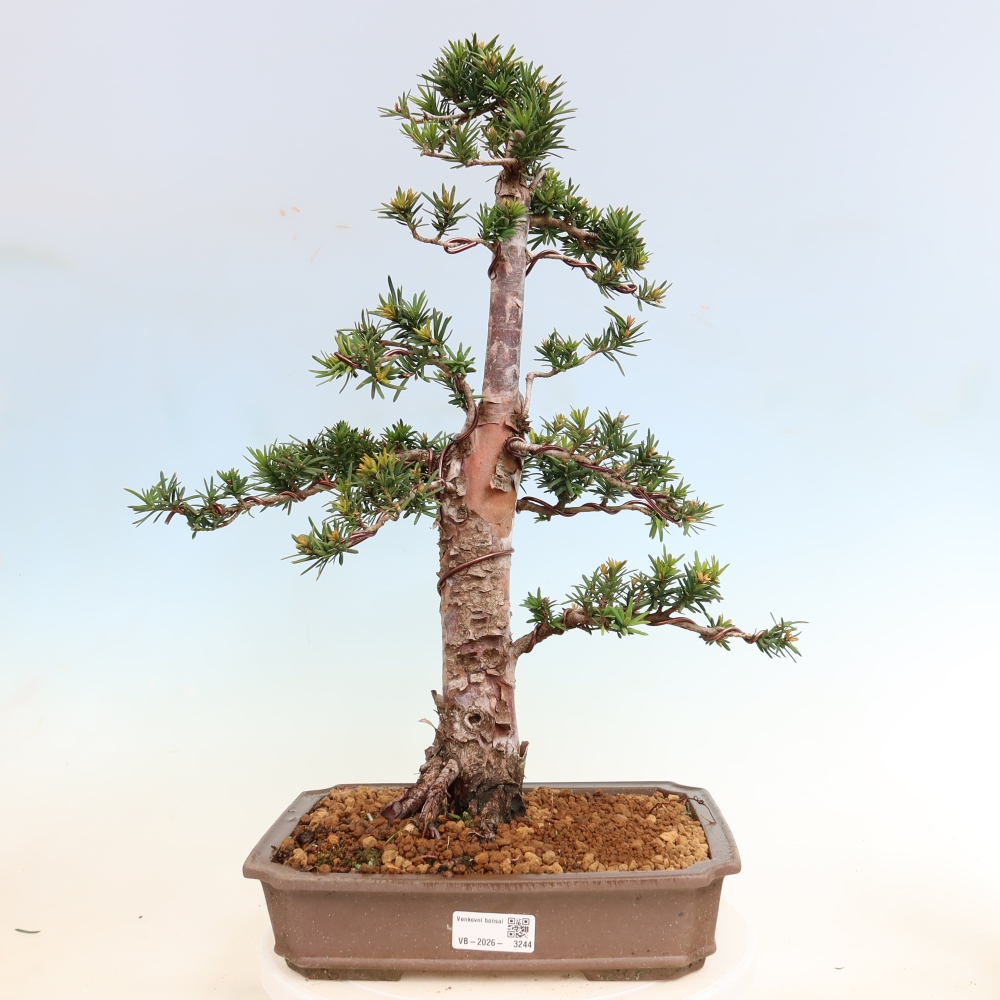 Bonsaï d'extérieur - Taxus cuspidata - If japonais