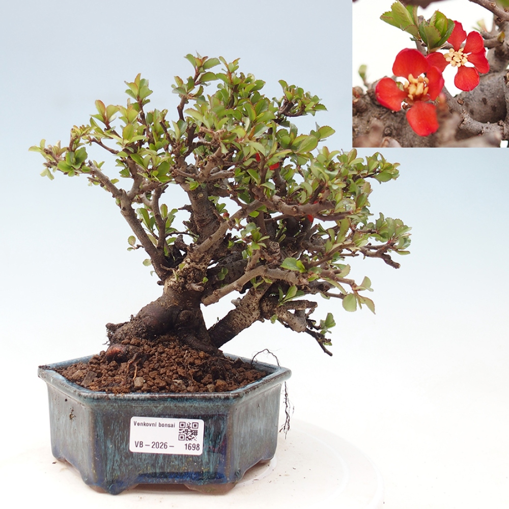 Bonsaï d'extérieur - Chaneomeles speciosa - Coing