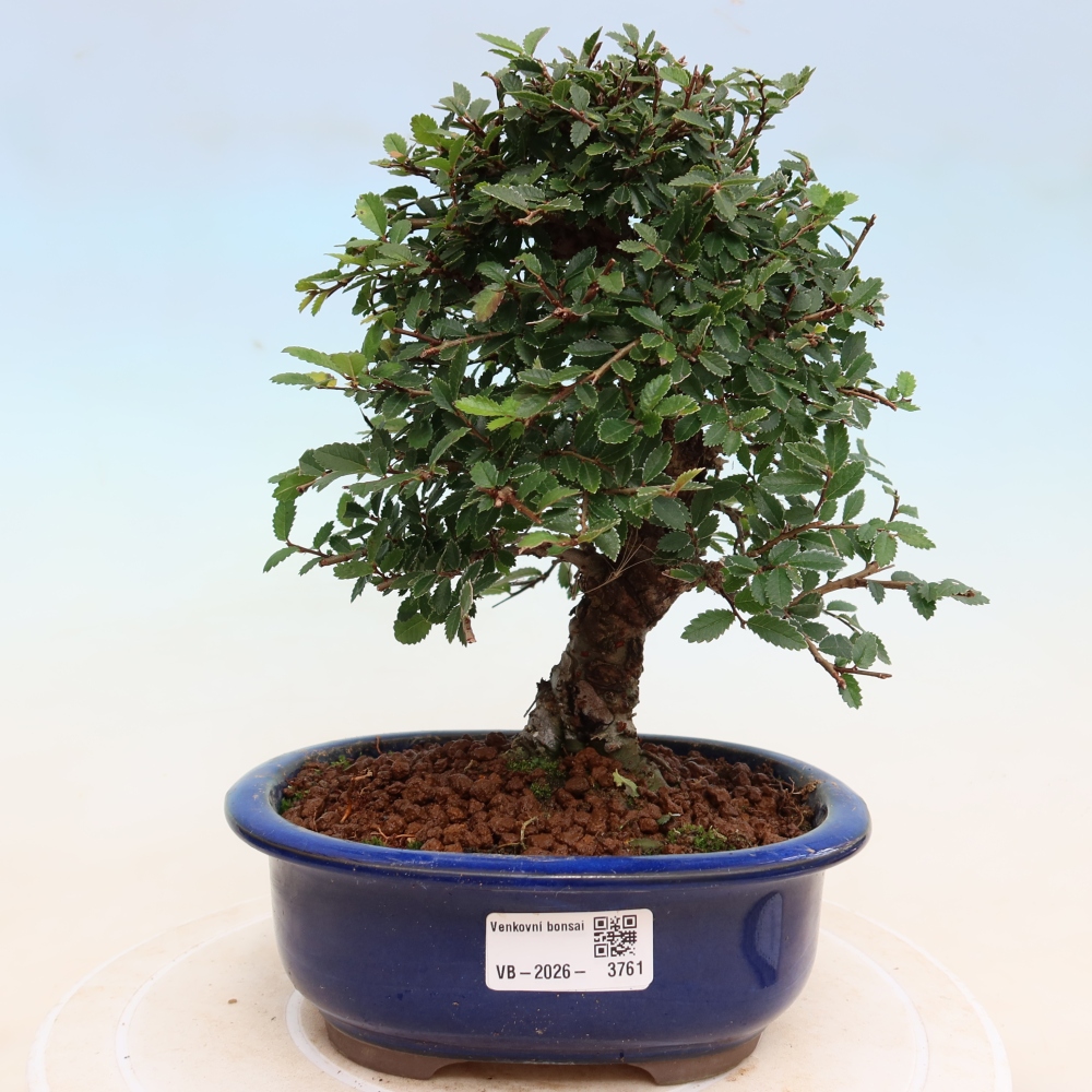 Bonsaï d'extérieur - Zelkova - Zelkova NIRE