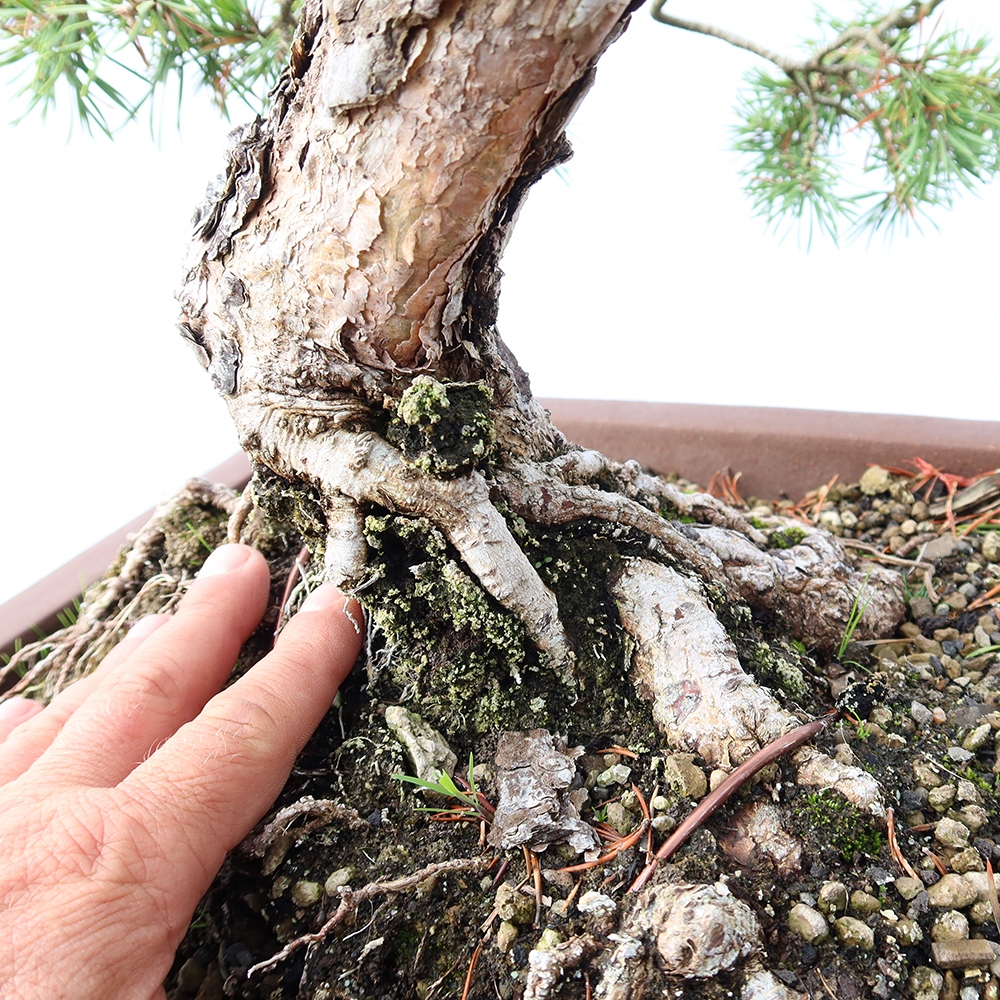 Pinus sylvestris Espagne - pin sylvestre