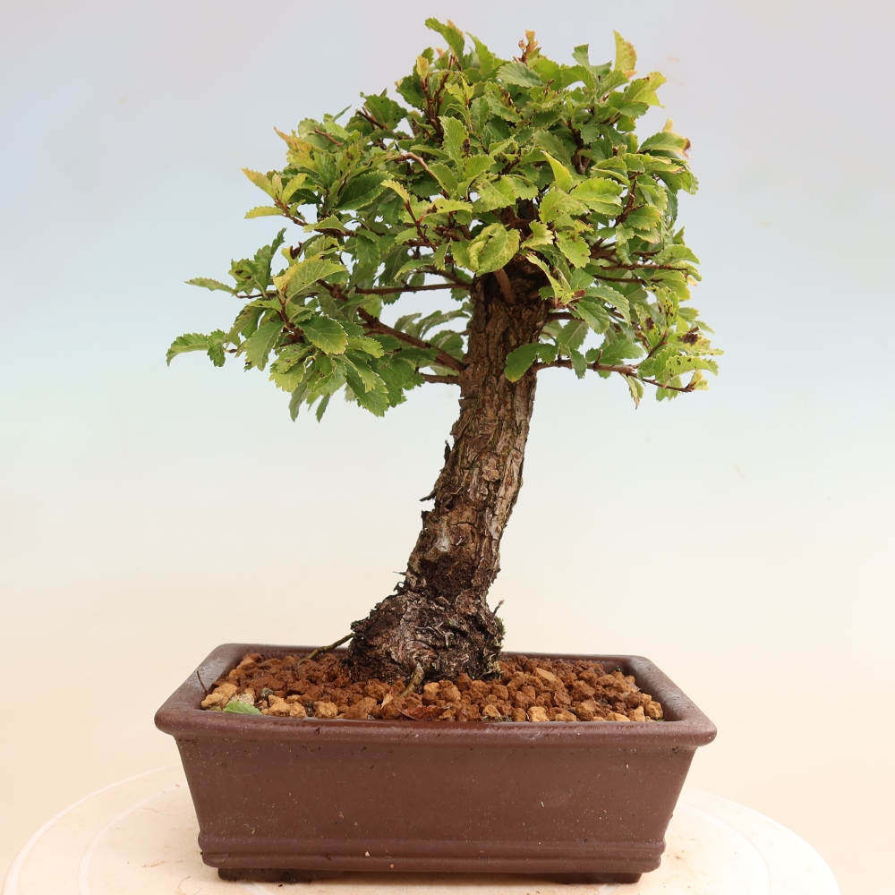 Bonsaï d'extérieur - Zelkova - Zelkova NIRE
