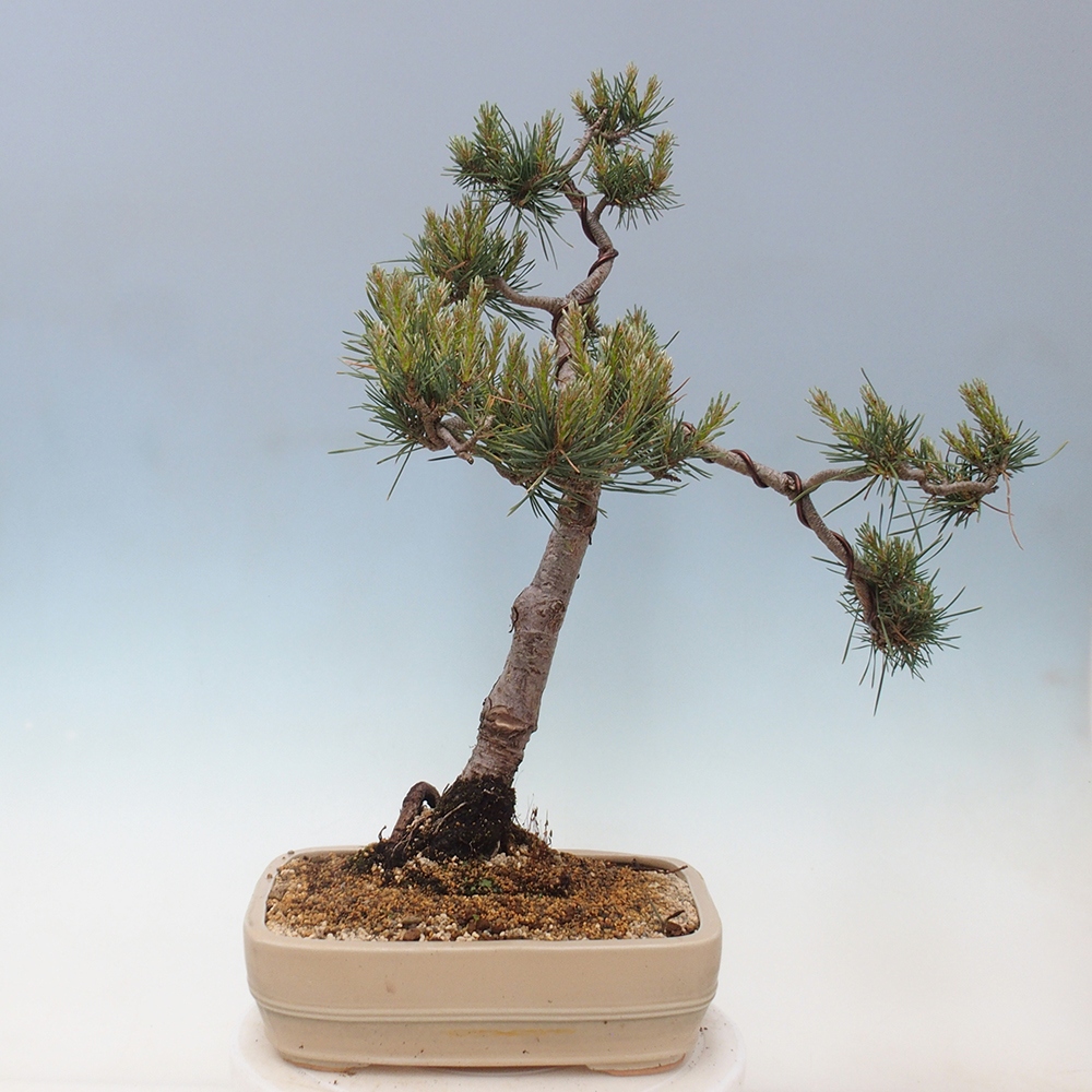 Bonsaï d'extérieur - Pinus Sylvestris Watererri - Pin sylvestre