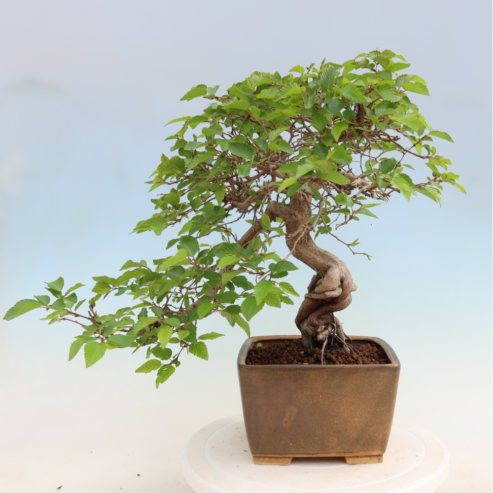 Bonsaï d'extérieur -Carpinus Coreana - Charme de Corée
