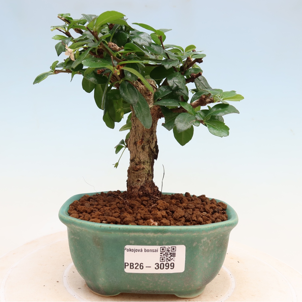 Bonsaï de chambre - Carmona macrophylla - Tea fuki
